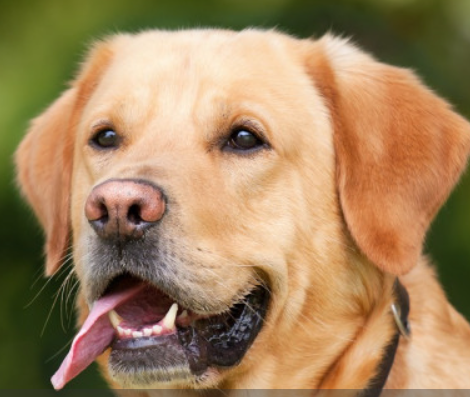 photo of a dog