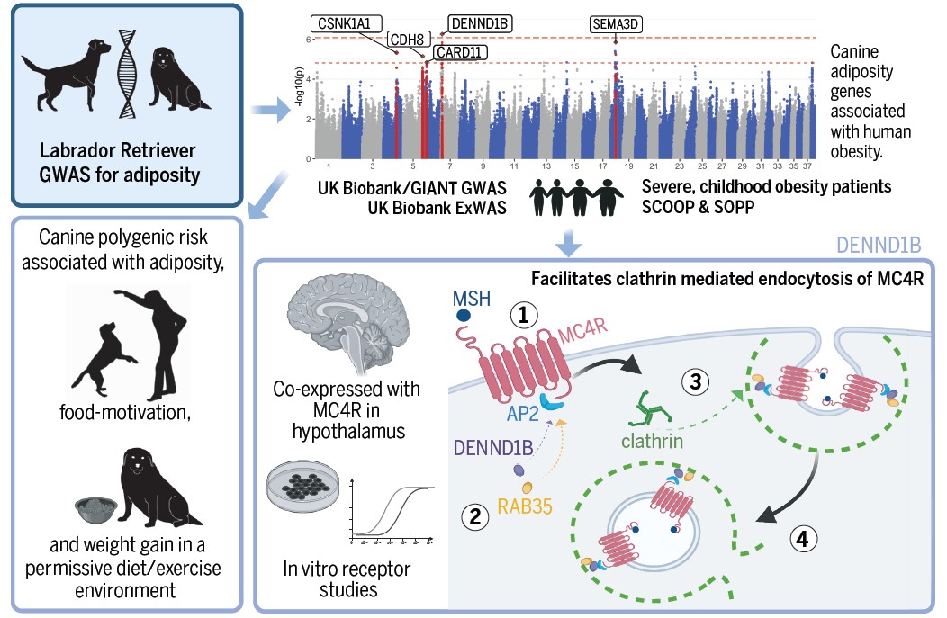 Diagram showing DENND1B and other canine obesity genes were also associated with obesity in humans. 