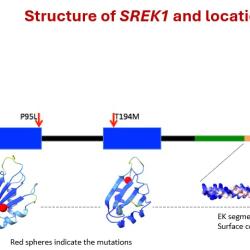 Structure of SREK1 and location of mutations