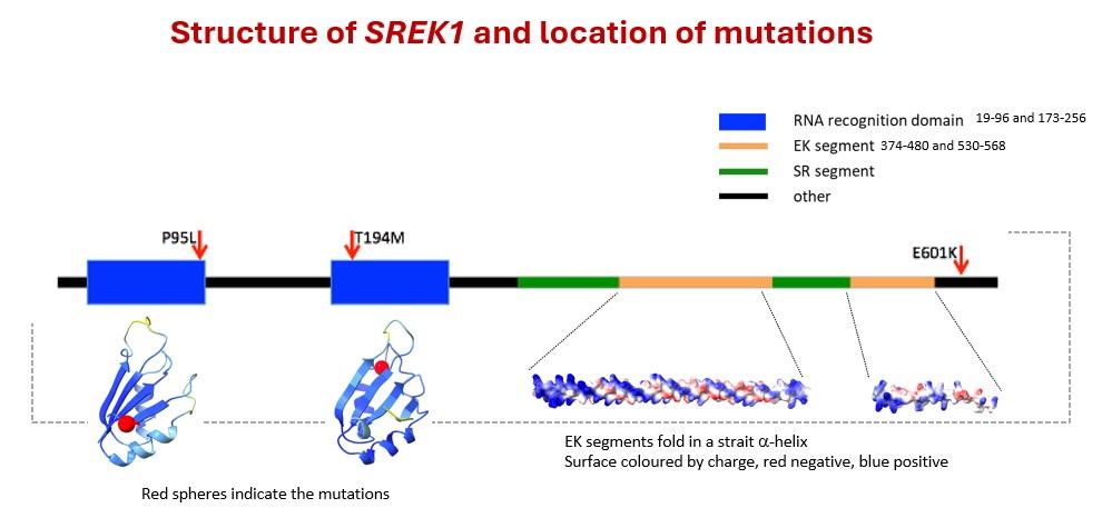 Structure of SREK1 and location of mutations