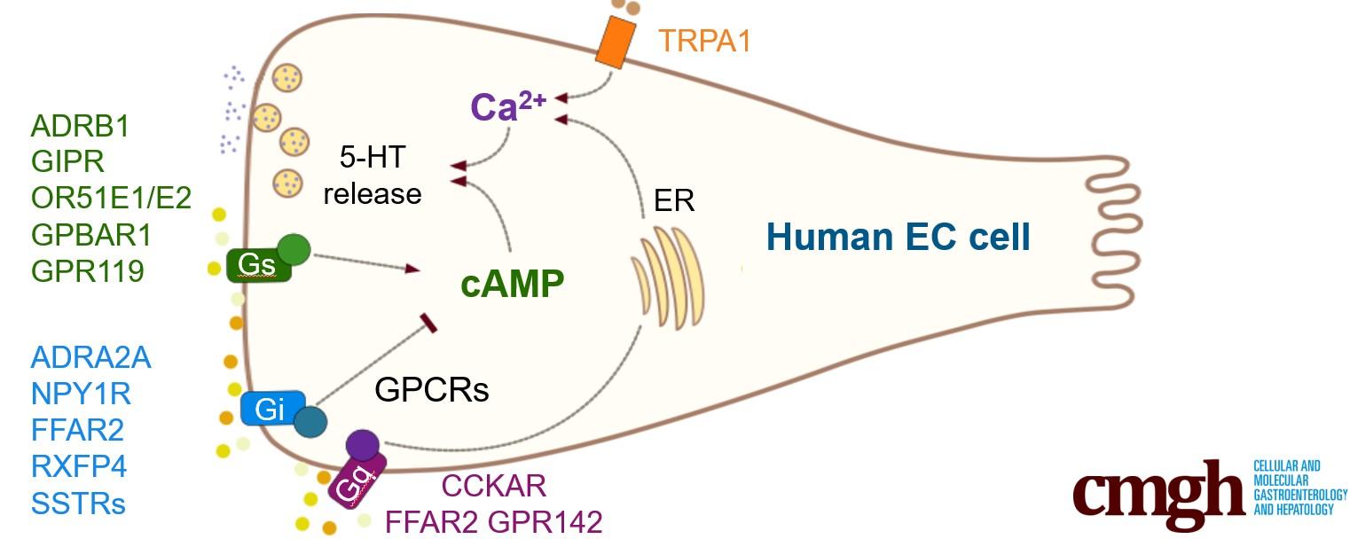 graphical abstract summarising the paper