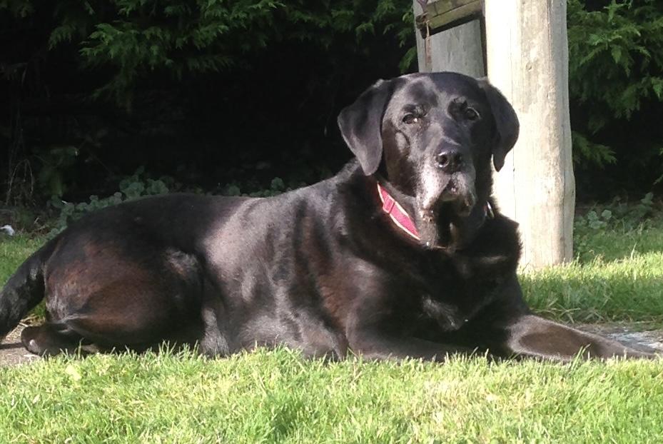 photo of a fat labrador